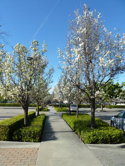trees.png